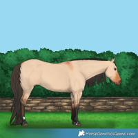 Horse Color:Bay Dun 