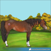 Horse Color:Bay 