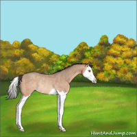 Horse Color:Amber Champagne Splash Rabicano 