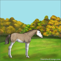 Horse Color:Classic Cream Champagne Roan Splash 