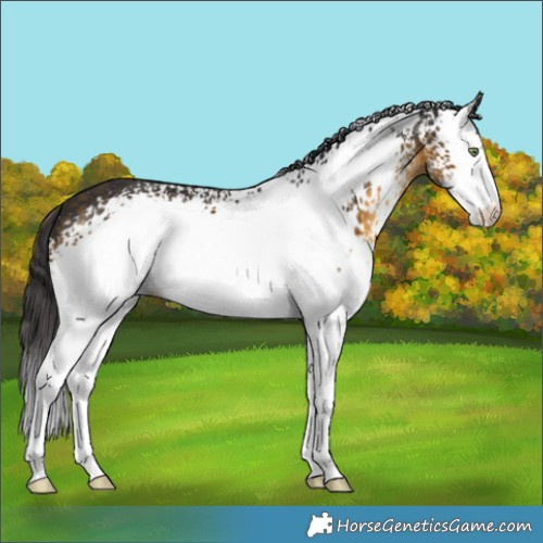 Horse Color:White Spotted Buckskin 