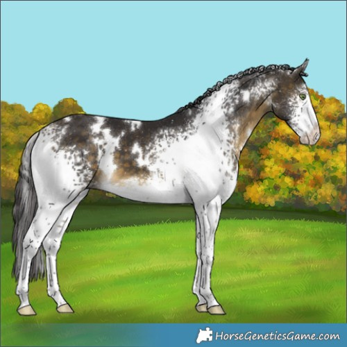 Horse Color:White Spotted Buckskin 
