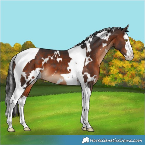 Horse Color:White Spotted Brown Splash Tobiano