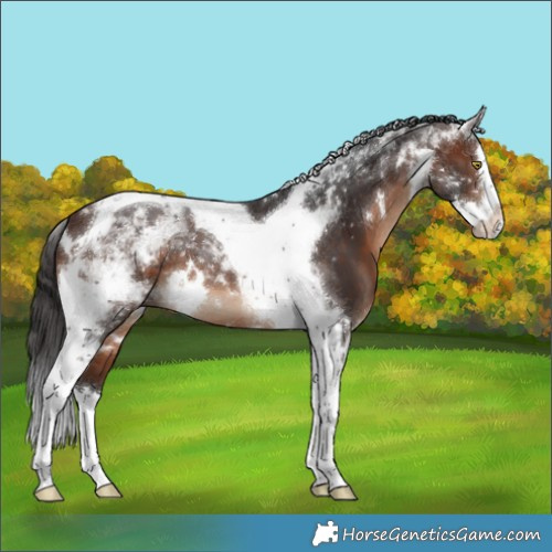 Horse Color:White Spotted Brown Splash Tobiano 
