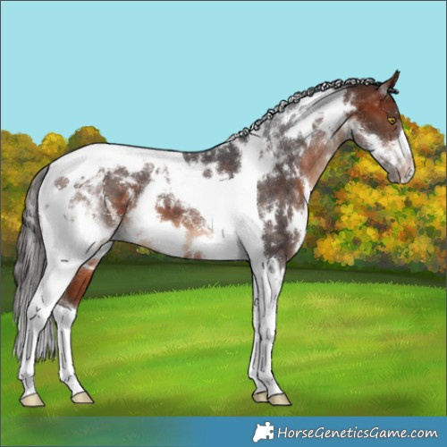 Horse Color:White Spotted Bay Tobiano 