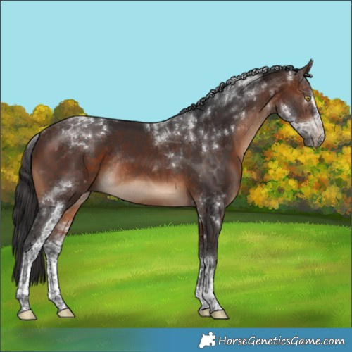 Horse Color:Brown Sabino Tobiano Rabicano