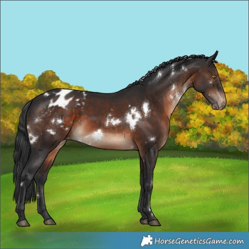 Horse Color:White Spotted Brown Appaloosa 