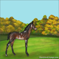 Horse Color:White Spotted Brown 