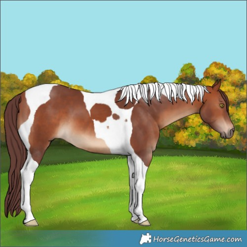Horse Color:Chocolate Bay Tobiano 