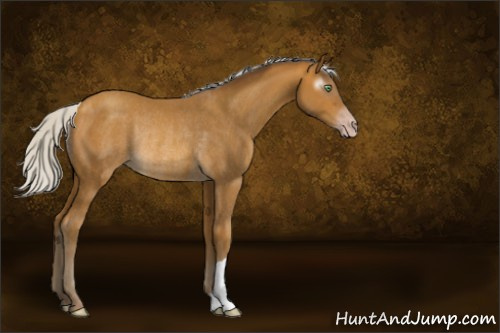 Horse Color:Gray Silver Sable Cream Champagne Rabicano 