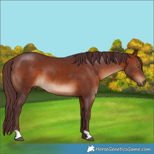 Horse Color:Chocolate Bay 