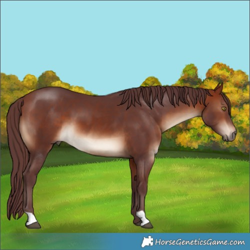 Horse Color:Chocolate Bay