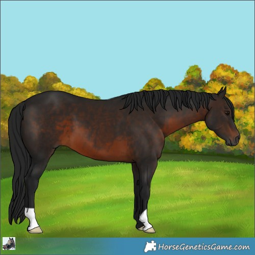 Horse Color:Gray Brown 
