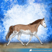 Horse Color:Red Dun Splash  and Red Dun Splash 