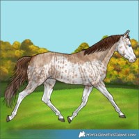 Horse Color:Red Dun Splash  and Red Dun Splash 
