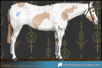 Horse Color:Red Dun Splash and Red Dun Splash Appaloosa