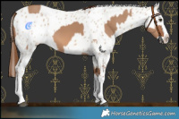 Horse Color:Red Dun Splash and Red Dun Splash Appaloosa