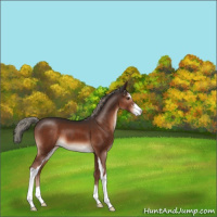 Horse Color:Liver Chestnut Mushroom Sabino 