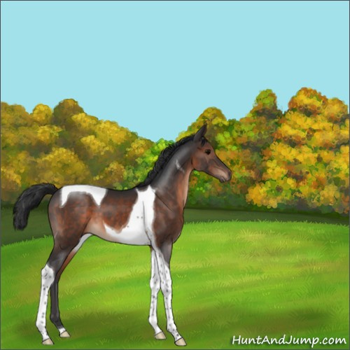 Horse Color:Brown Tobiano 