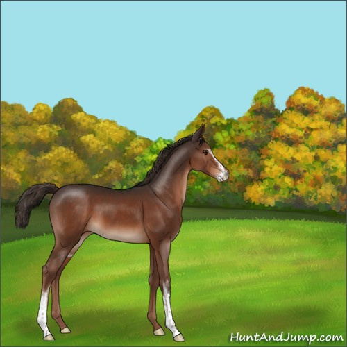 Horse Color:Liver Chestnut Sabino 