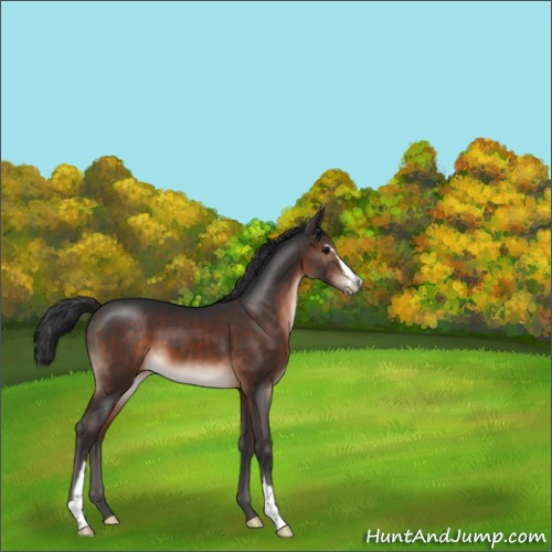 Horse Color:Brown Mushroom Sabino 