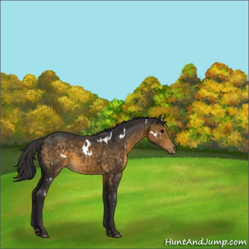 Horse Color:White Spotted Buckskin 