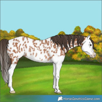 Horse Color:Bay Splash Near Leopard Rabicano 