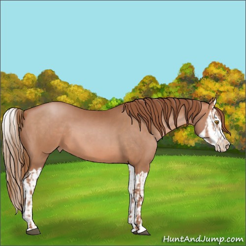Horse Color:Brown Pearl  and Brown Pearl Splash 