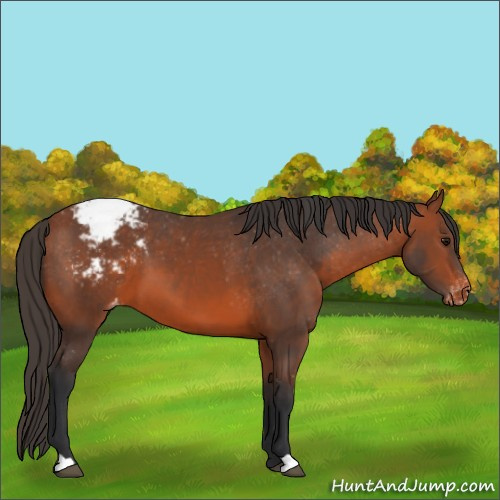 Horse Color:Bay Appaloosa