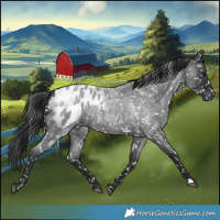 Horse Color:Blue Roan Appaloosa
