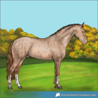 Horse Color:Brown Pearl and Brown Pearl Dun