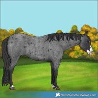 Horse Color:Blue Roan Splash 