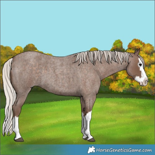 Horse Color:Silver Blue Roan Splash 