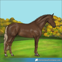Horse Color:Chocolate Palomino 