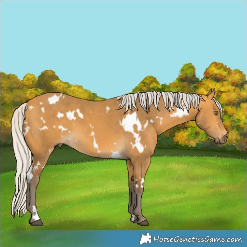 Horse Color:White Spotted Silver Buckskin 