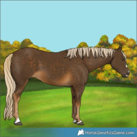 Horse Color:Chocolate Palomino 