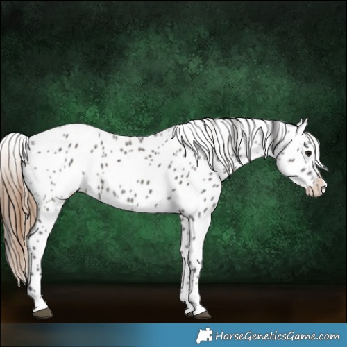Horse Color:Grullo Appaloosa 