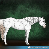 Horse Color:Grullo Appaloosa