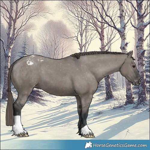 Horse Color:Grullo Appaloosa 