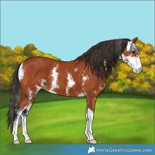 Horse Color:Bay Sabino  and Bay Sabino 