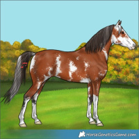 Horse Color:Bay Sabino  and Bay Sabino 