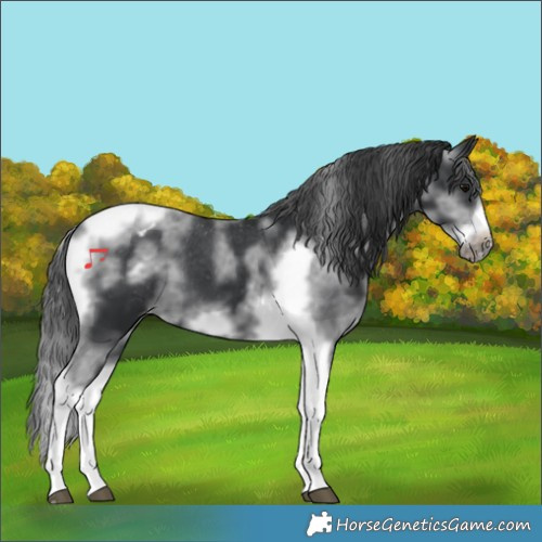 Horse Color:White Spotted Black Splash Tobiano Frame Appaloosa 