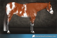 Horse Color:Bay Sabino  and Bay Sabino Splash 