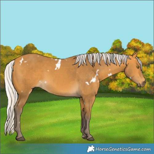 Horse Color:White Spotted Silver Buckskin 