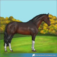 Horse Color:Brown Tobiano