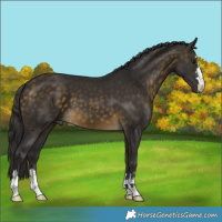 Horse Color:Buckskin 
