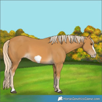 Horse Color:Palomino Frame