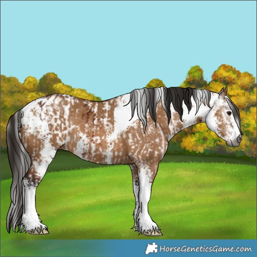 Horse Color:Gray Bay Sabino  and Gray Bay Dun Sabino 