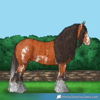 Horse Color:Bay Sabino  and Bay Sabino 