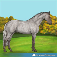 Horse Color:Silver Blue Roan 